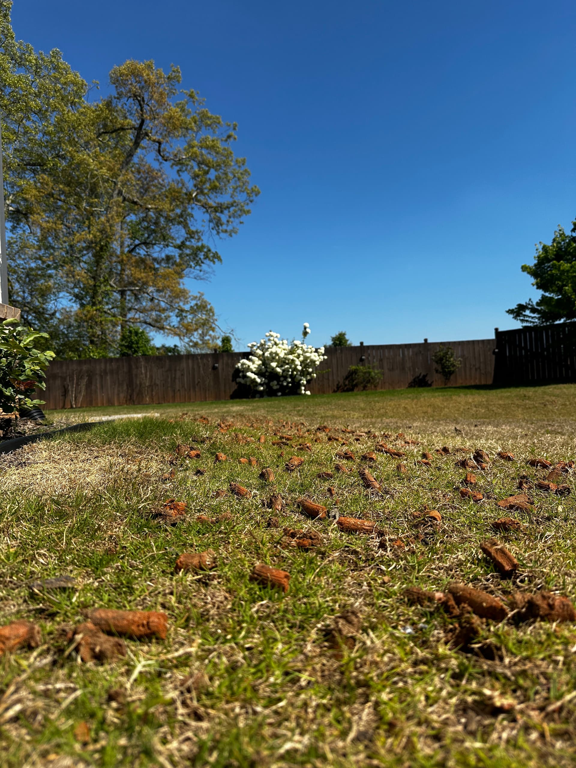 Gallery photos for Lawn Aeration Pulling Beautiful Cores in Cumming, GA: Image #1