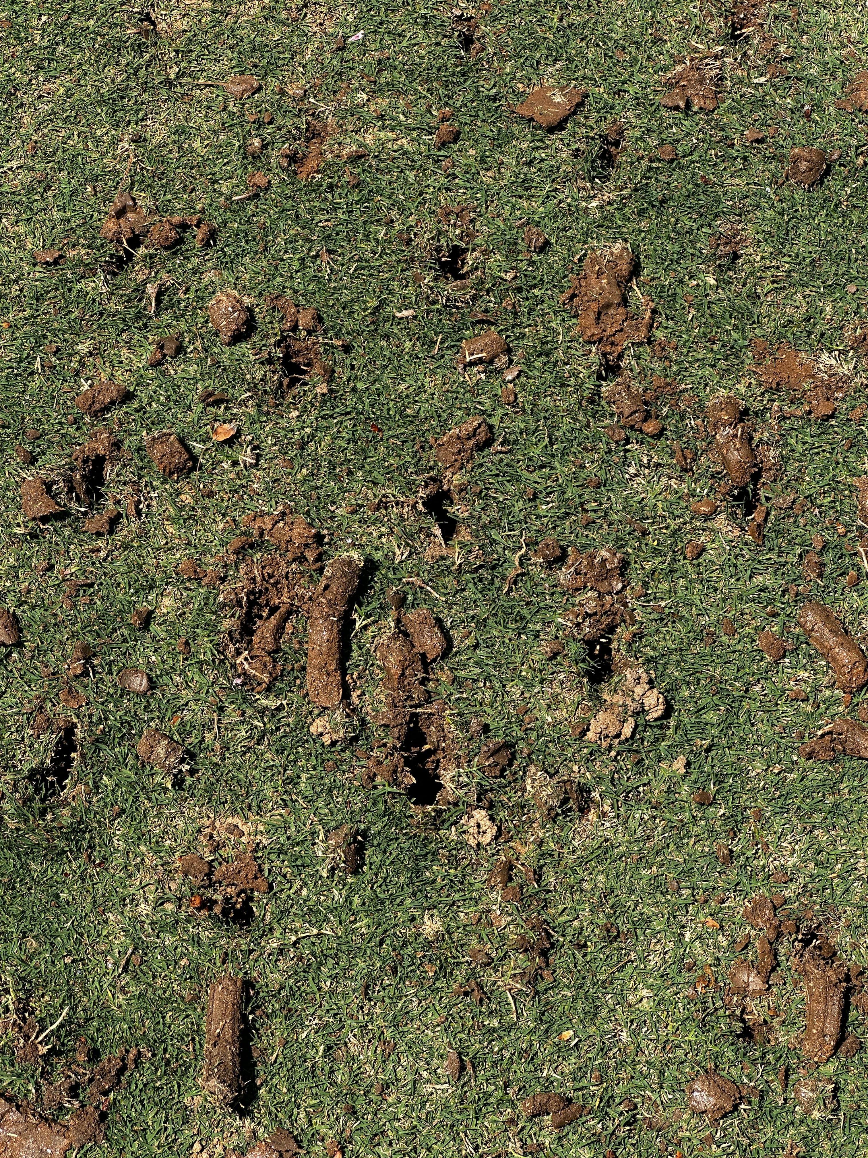 Project Deep Core Aeration on a Bermuda Lawn in Dallas GA image