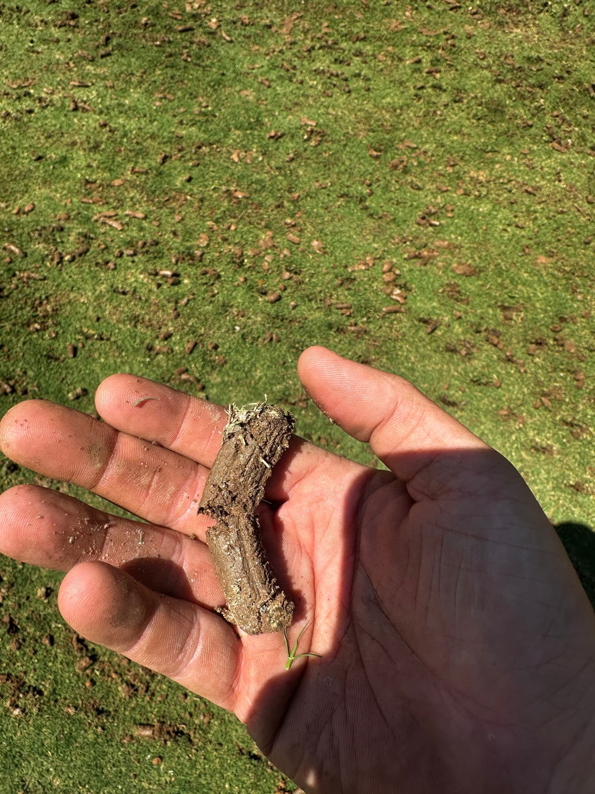 Gallery photos for Deep Core Aeration on a Bermuda Lawn in Dallas GA: Image #1