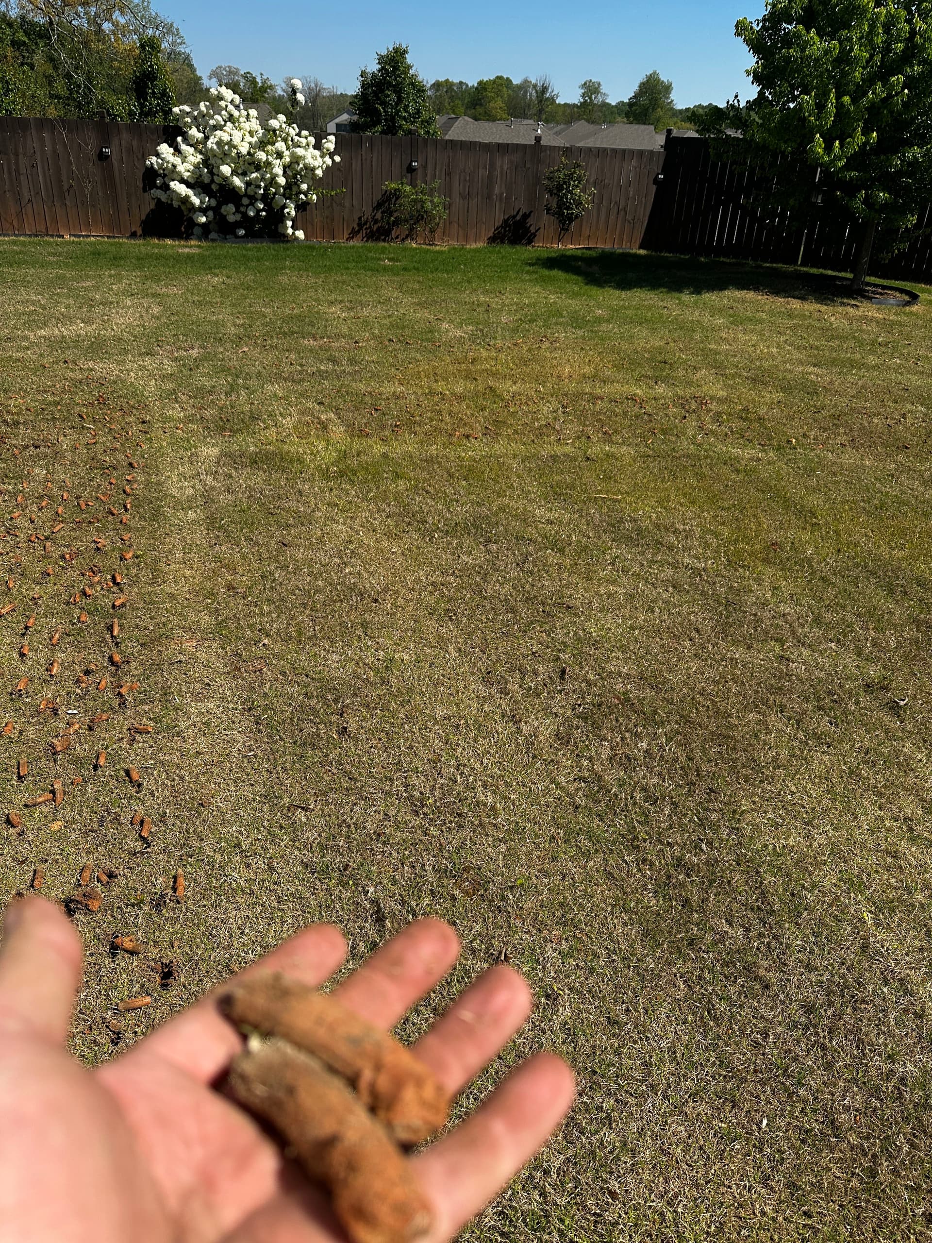 Gallery photos for Lawn Aeration Pulling Beautiful Cores in Cumming, GA: Image #2