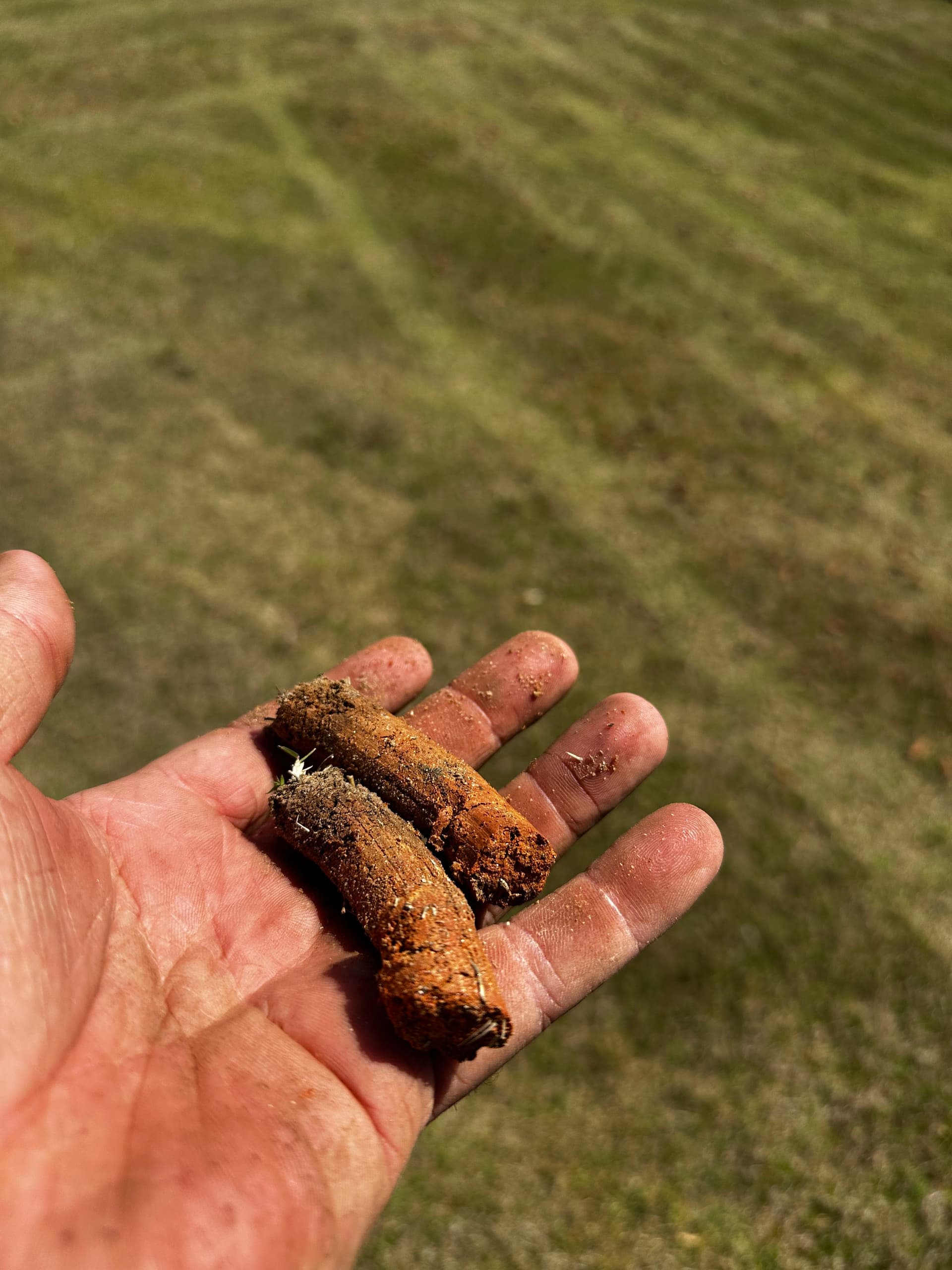 Lawn Aeration Pulling Beautiful Cores in Cumming, GA image