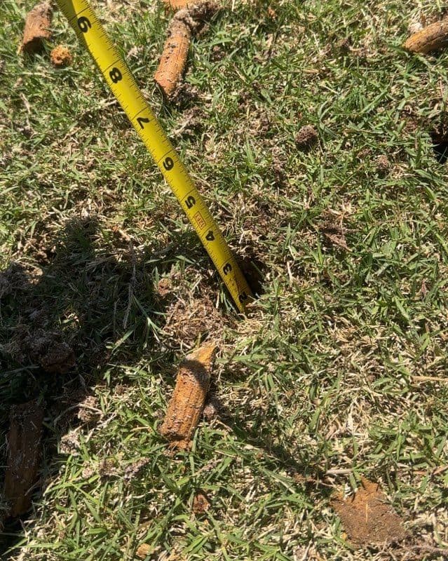 Project Lawn Aeration and Core Extraction in Woodstock, GA image