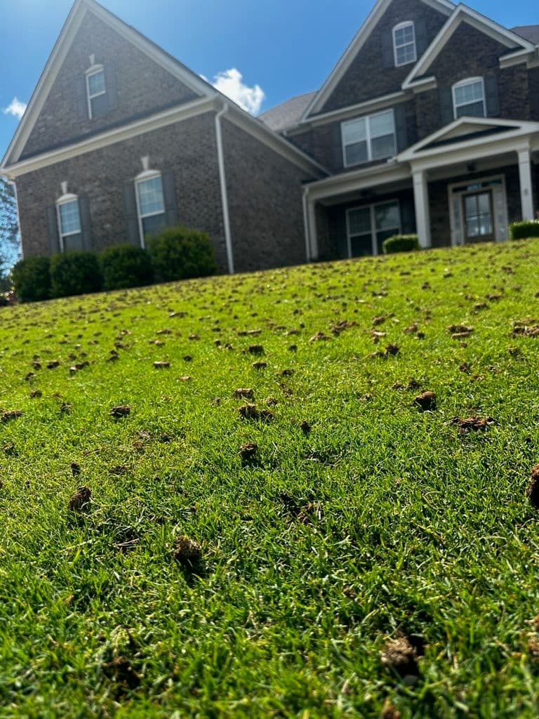 Gallery photos for Lawn Transformation in Cumming GA with Aeration: Image #2